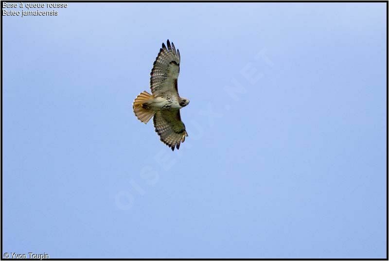 Red-tailed Hawk, identification