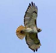 Red-tailed Hawk