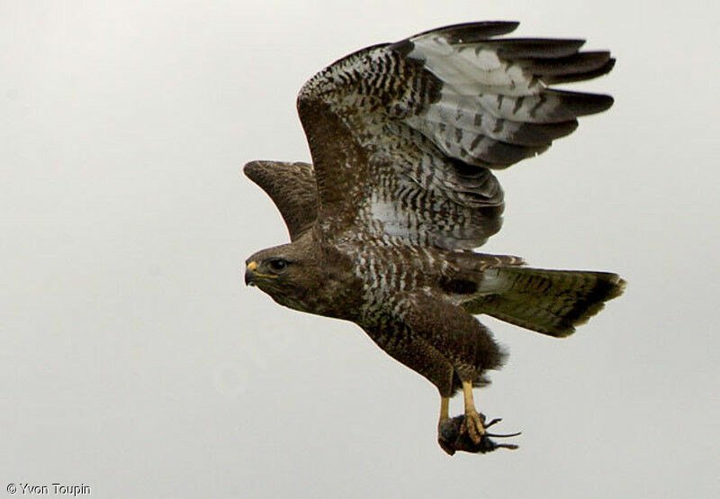 Common Buzzard, Flight