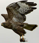 Common Buzzard