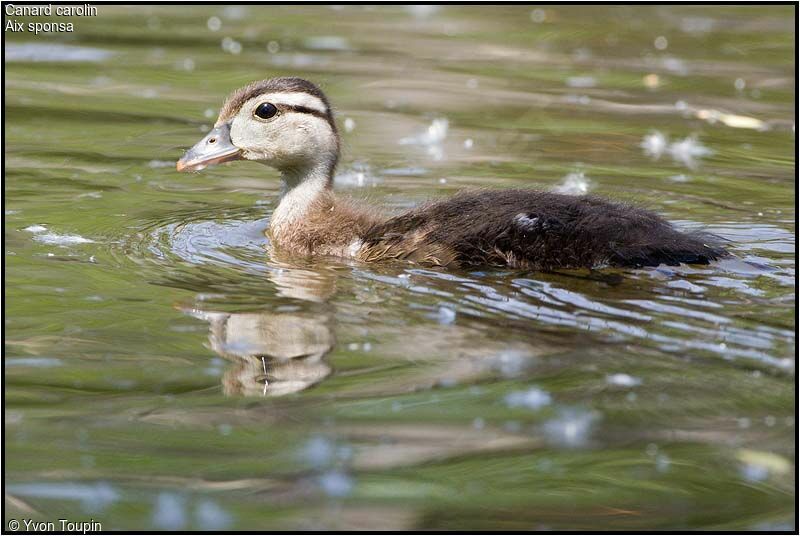 Wood Duckjuvenile