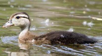 Canard carolin