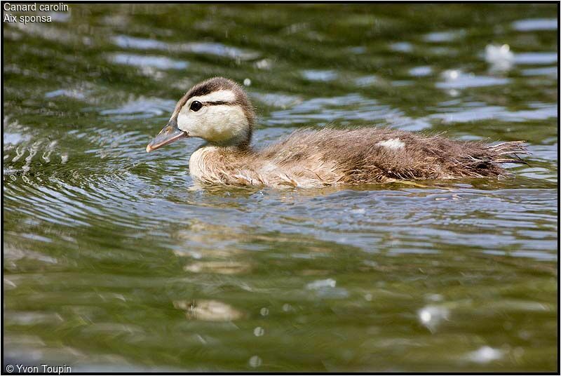 Canard carolinjuvénile