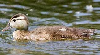 Canard carolin