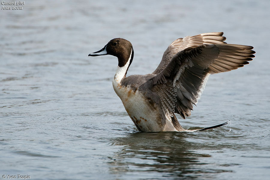 Northern Pintail male, identification