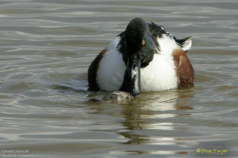 Canard souchet