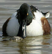 Northern Shoveler