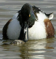 Canard souchet