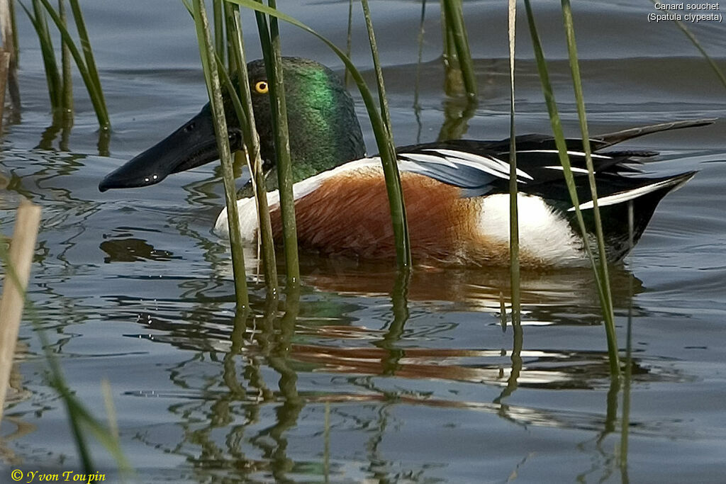 Northern Shoveler