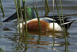 Northern Shoveler