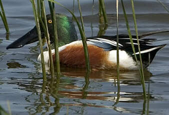 Canard souchet