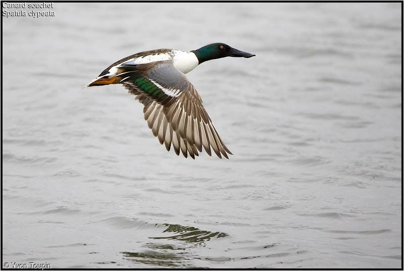 Canard souchet mâle, identification