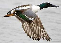 Northern Shoveler