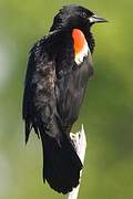 Red-winged Blackbird