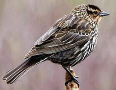 Red-winged Blackbird