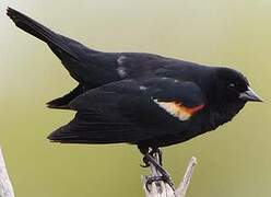 Red-winged Blackbird