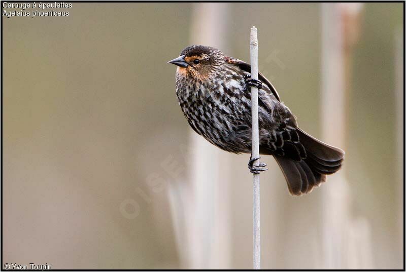 Red-winged Blackbird female, identification