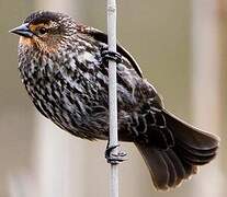 Red-winged Blackbird