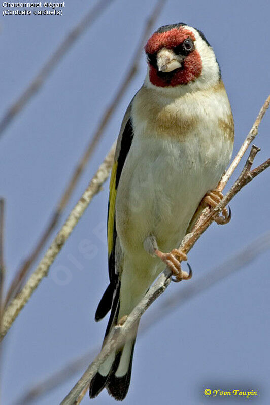 European Goldfinch, identification