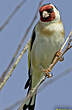 Chardonneret élégant