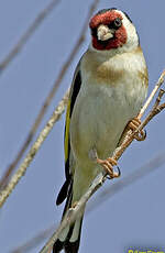 Chardonneret élégant