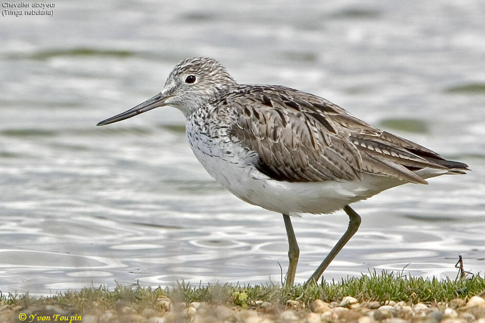 Common Greenshank