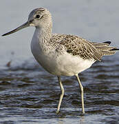 Common Greenshank