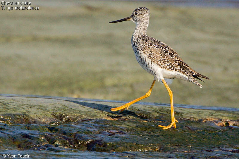 Greater Yellowlegs, identification