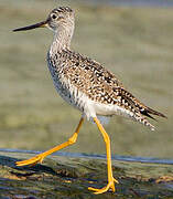 Greater Yellowlegs