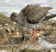 Common Redshank