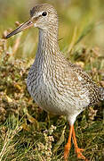 Common Redshank