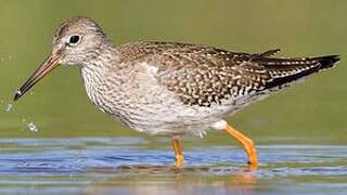 Common Redshank