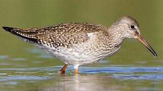 Common Redshank