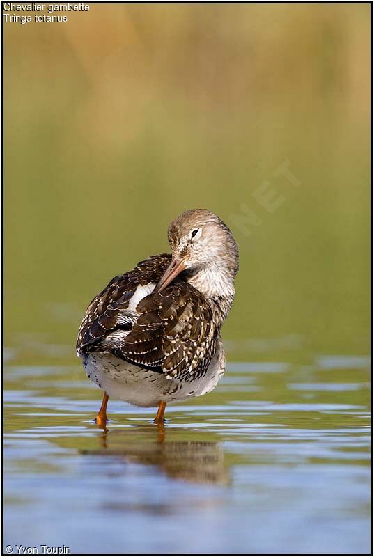 Common Redshank, Behaviour