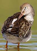 Common Redshank