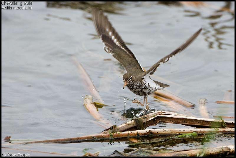 Spotted Sandpiper