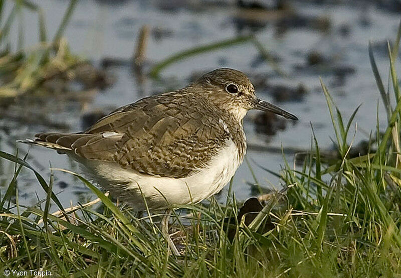 Common Sandpiper