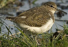 Common Sandpiper