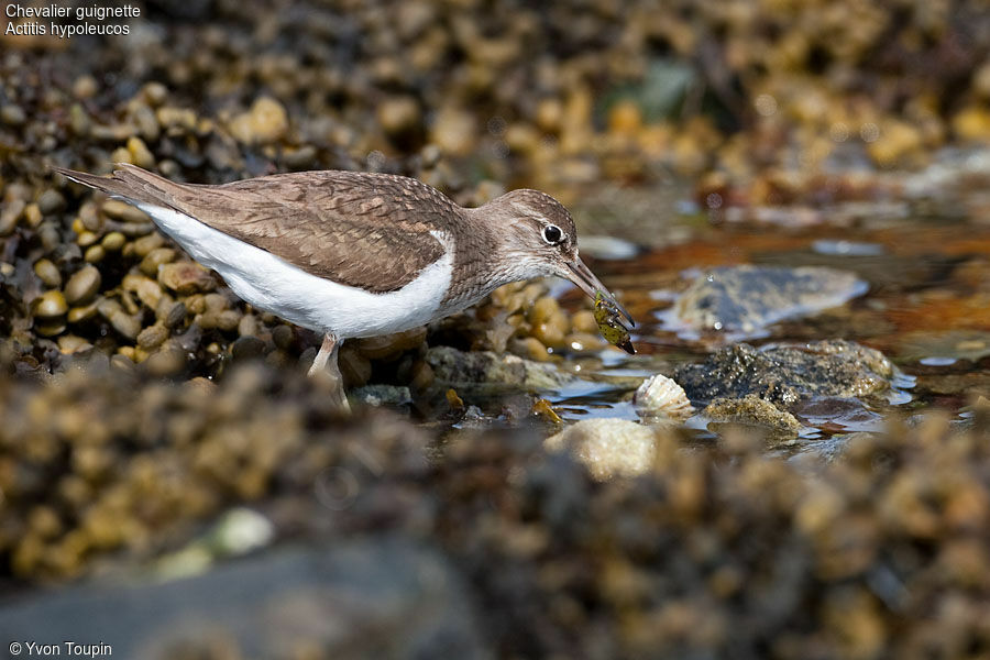 Common Sandpiper