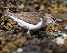 Common Sandpiper
