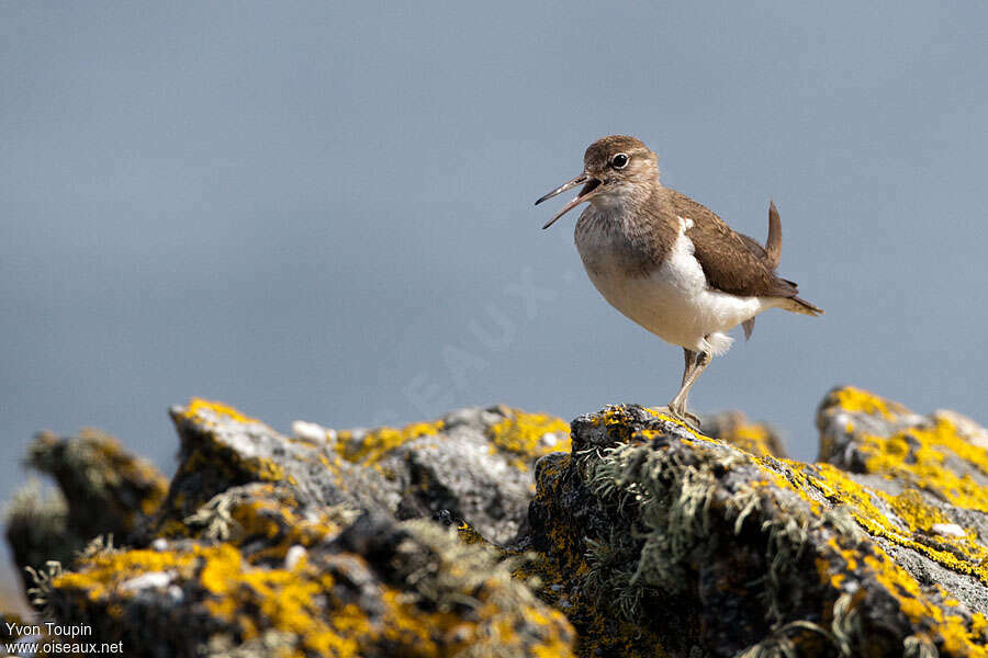 Common Sandpiperadult, song, Behaviour