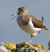 Common Sandpiper