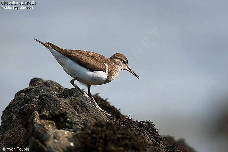 Chevalier guignette, identification