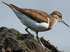 Common Sandpiper