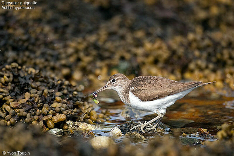 Common Sandpiper, identification