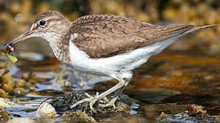 Common Sandpiper