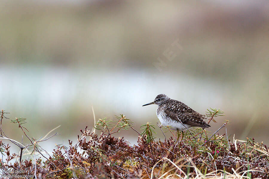 Wood Sandpiperadult breeding, habitat, pigmentation