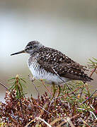 Wood Sandpiper