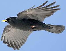 Alpine Chough