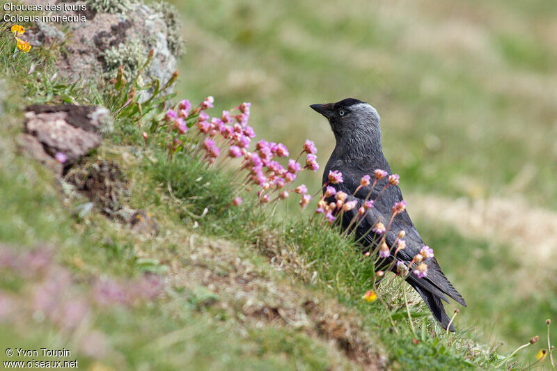 Choucas des tours, identification